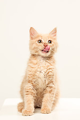 Image showing The cat on white background