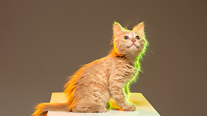 Image showing The cat on gray background