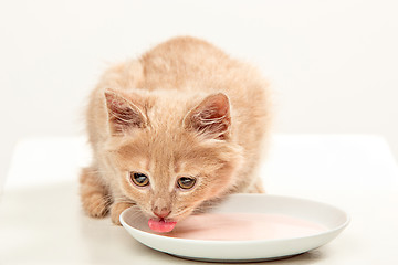 Image showing The cat on white background drinking milk