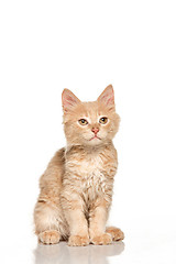 Image showing The cat on white background