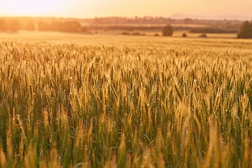 Image showing Wheat field detail