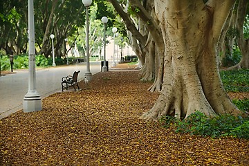 Image showing Park avenue with large trees