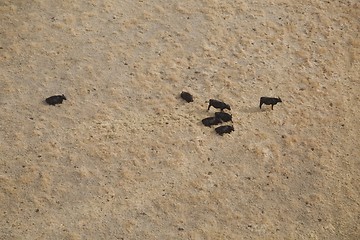 Image showing Cattle farm from above