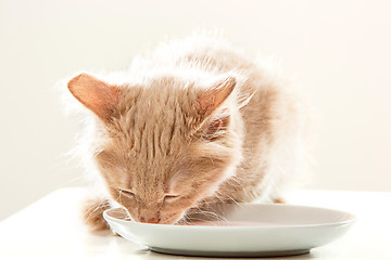 Image showing The cat on white background drinking milk