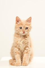 Image showing The cat on white background