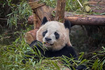 Image showing Giant panda eating bamboo