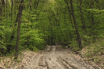 Image showing Road in the forest