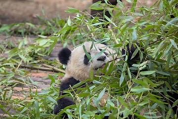 Image showing Giant panda eating bamboo