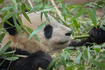 Image showing Giant panda eating bamboo