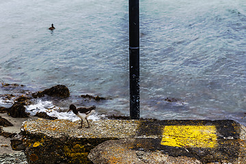 Image showing oystercatchers