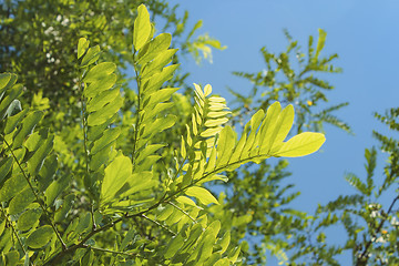 Image showing Acacia leaves in bright sunlight