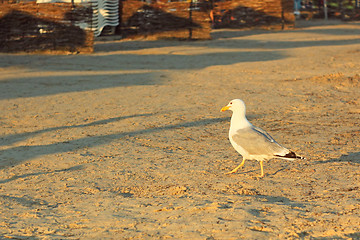 Image showing Seagull on a sandy beach at sunset 