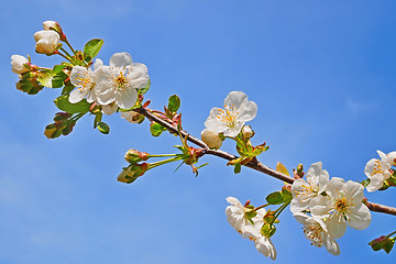 Image showing Blooming cherry twig close-up