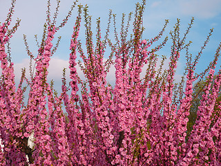 Image showing Blossom of pink sakura twigs