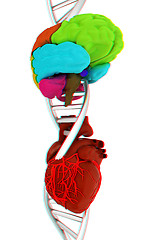 Image showing DNA, brain and heart. 3d illustration. Anaglyph. View with red/c