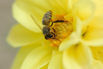 Image showing Bee