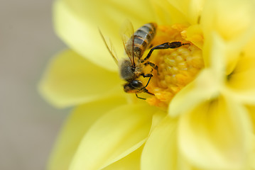 Image showing Bee