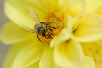 Image showing Bee