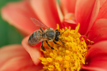 Image showing Bee