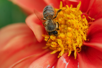 Image showing Bee