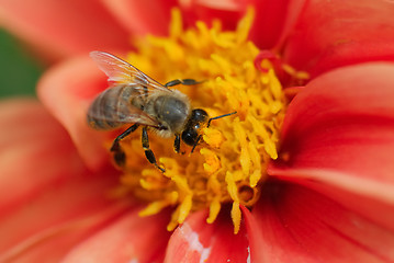 Image showing Bee