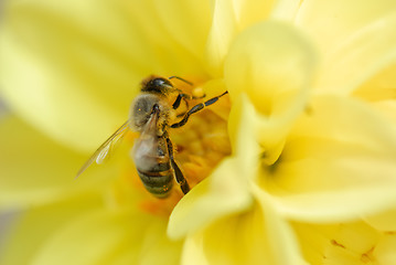 Image showing Bee