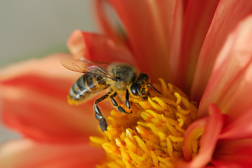 Image showing Bee