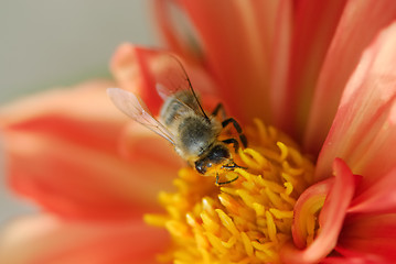 Image showing Bee