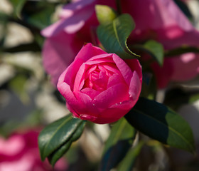 Image showing Camellia Flower Bud