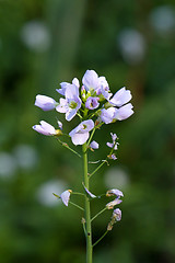 Image showing Cuckoo Flower