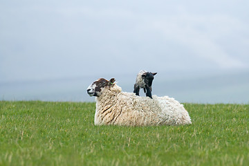 Image showing Lamb on Ewe