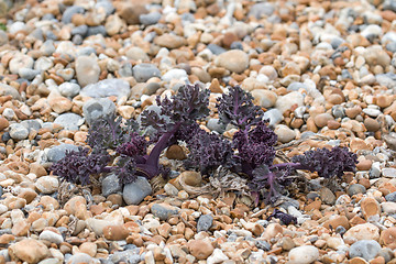 Image showing Sea Kale on Pebble Beach