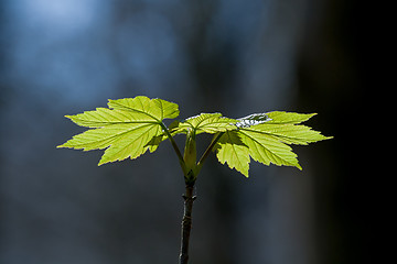 Image showing Sycamore Leaves