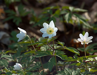 Image showing Wood Anemones