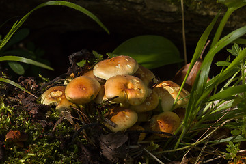 Image showing Sulphur Tuft Fungi