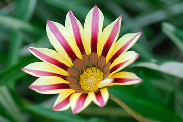 Image showing Flower