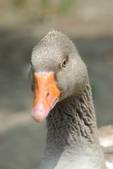 Image showing Goose