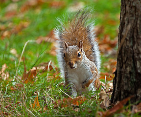 Image showing Grey Squirrel Peeping