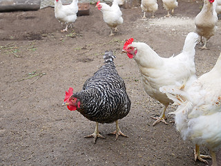 Image showing Speckled hen among white chicken