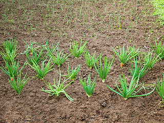 Image showing Onion rows in garden