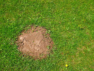 Image showing Heap the soil among green grass