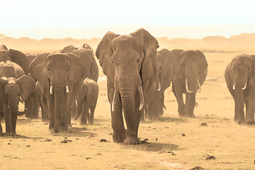 Image showing Loxodonta africana, African bush elephant.