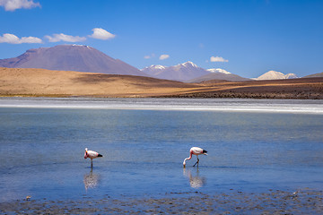 Image showing Pink flamingos in altiplano laguna, sud Lipez reserva, Bolivia