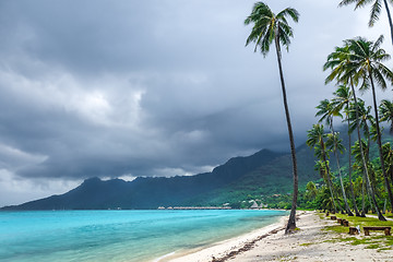 Image showing Palm trees on Temae Beach in Moorea island