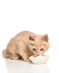 Image showing The cat on white background drinking milk