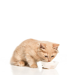 Image showing The cat on white background drinking milk