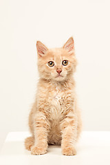 Image showing The cat on white background