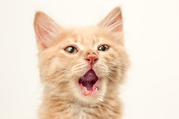 Image showing The cat on white background