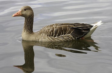 Image showing Greylag Goose.