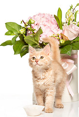 Image showing The cat on white background with flowers